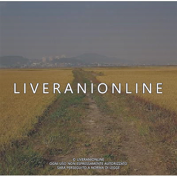 NELLA FOTO AGRICOLTURA VARIA- AGENZIA ALDO LIVERANI IFC