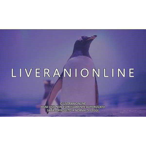 LONDON, UNITED KINGDOM 18 MAY : Pic Shows London Sealife Aquarium launching there new attraction of Gentoo Penguins in the Ice adventure area on May, 18th, 2011 in London, England Sealife Aquarium , apertura della nuova sezione Gentoo Penguins AG. ALDO LIVERANI SAS ITALY ONLY *** Local Caption *** .