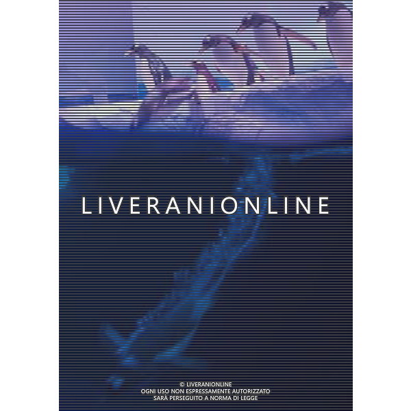 LONDON, UNITED KINGDOM 18 MAY : Pic Shows London Sealife Aquarium launching there new attraction of Gentoo Penguins in the Ice adventure area on May, 18th, 2011 in London, England Sealife Aquarium , apertura della nuova sezione Gentoo Penguins AG. ALDO LIVERANI SAS ITALY ONLY *** Local Caption *** .