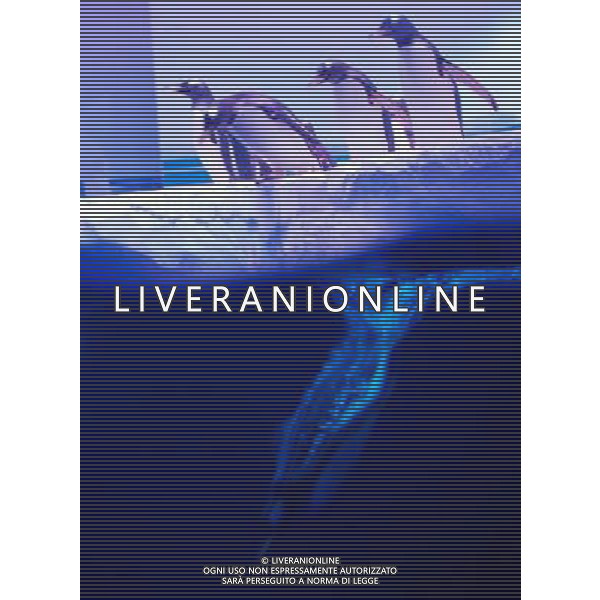 LONDON, UNITED KINGDOM 18 MAY : Pic Shows London Sealife Aquarium launching there new attraction of Gentoo Penguins in the Ice adventure area on May, 18th, 2011 in London, England Sealife Aquarium , apertura della nuova sezione Gentoo Penguins AG. ALDO LIVERANI SAS ITALY ONLY *** Local Caption *** .