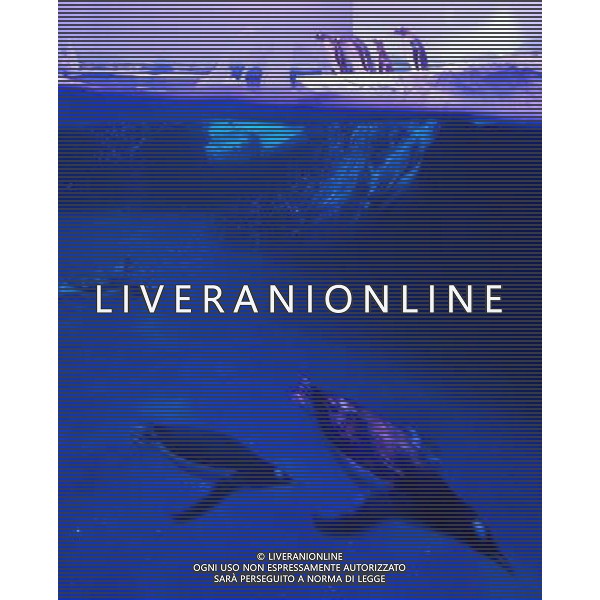 LONDON, UNITED KINGDOM 18 MAY : Pic Shows London Sealife Aquarium launching there new attraction of Gentoo Penguins in the Ice adventure area on May, 18th, 2011 in London, England Sealife Aquarium , apertura della nuova sezione Gentoo Penguins AG. ALDO LIVERANI SAS ITALY ONLY *** Local Caption *** .