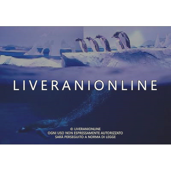 LONDON, UNITED KINGDOM 18 MAY : Pic Shows London Sealife Aquarium launching there new attraction of Gentoo Penguins in the Ice adventure area on May, 18th, 2011 in London, England Sealife Aquarium , apertura della nuova sezione Gentoo Penguins AG. ALDO LIVERANI SAS ITALY ONLY *** Local Caption *** .