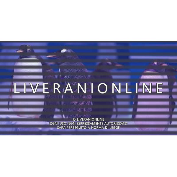 LONDON, UNITED KINGDOM 18 MAY : Pic Shows London Sealife Aquarium launching there new attraction of Gentoo Penguins in the Ice adventure area on May, 18th, 2011 in London, England Sealife Aquarium , apertura della nuova sezione Gentoo Penguins AG. ALDO LIVERANI SAS ITALY ONLY *** Local Caption *** .