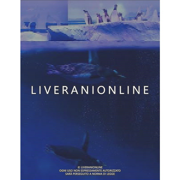 LONDON, UNITED KINGDOM 18 MAY : Pic Shows London Sealife Aquarium launching there new attraction of Gentoo Penguins in the Ice adventure area on May, 18th, 2011 in London, England Sealife Aquarium , apertura della nuova sezione Gentoo Penguins AG. ALDO LIVERANI SAS ITALY ONLY *** Local Caption *** .