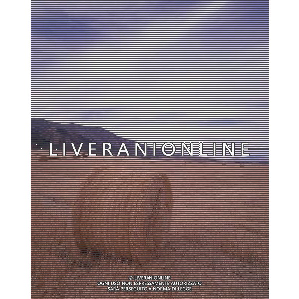 NELLA FOTO AGRICOLTURA VARIA BALLE DI FIENO AGENZIA ALDO LIVERANI IFC
