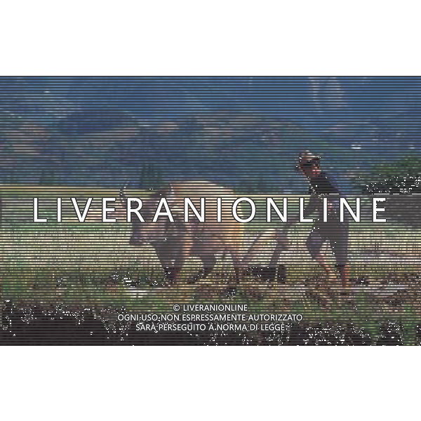 NELLA FOTO AGRICOLTURA VARIA ARARE UN CAMPO AGENZIA ALDO LIVERANI IFC