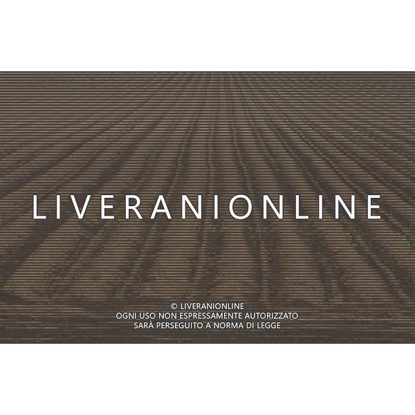 NELLA FOTO AGRICOLTURA VARIA AGENZIA ALDO LIVERANI IFC