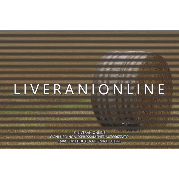NELLA FOTO AGRICOLTURA VARIA BALLE DI FIENO AGENZIA ALDO LIVERANI IFC