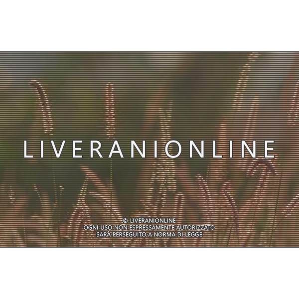 NELLA FOTO AGRICOLTURA VARIA-GRANOTURCO AGENZIA ALDO LIVERANI IFC