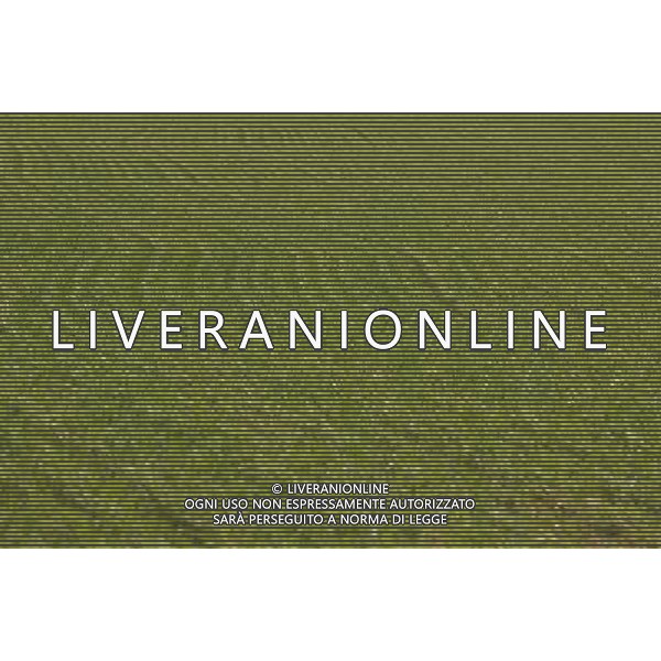 NELLA FOTO AGRICOLTURA VARIA- AGENZIA ALDO LIVERANI IFC