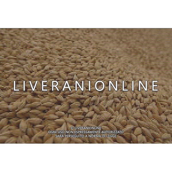 NELLA FOTO AGRICOLTURA VARIA-GRANO AGENZIA ALDO LIVERANI IFC