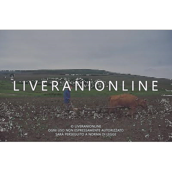 NELLA FOTO AGRICOLTURA VARIA- AGENZIA ALDO LIVERANI IFC