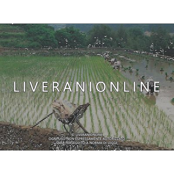 NELLA FOTO AGRICOLTURA VARIA- AGENZIA ALDO LIVERANI IFC