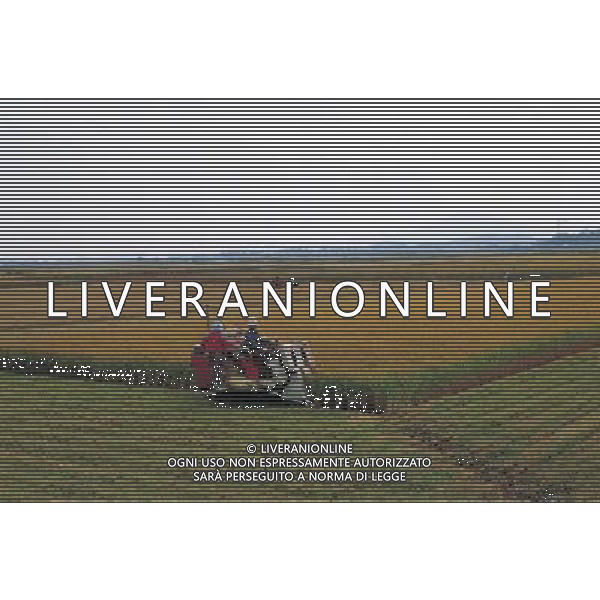 NELLA FOTO AGRICOLTURA VARIA AGENZIA ALDO LIVERANI
