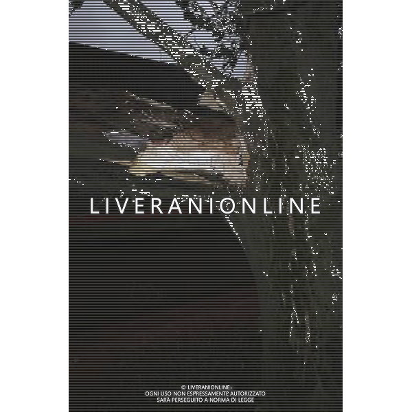 Winds reach up to 80miles a hour in Glasgow Maltempo a Glasgow , con reaffiche di vento tali da abbattere alcuni alberi AG. ALDO LIVERANI SAS ITALY ONLY *** Local Caption *** .