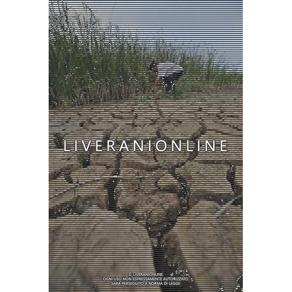 (110526) -- WUHAN, May 26, 2011 () -- A farmer works in a dried-up pool in Huangpi District of Wuhan, central China\'s Hubei Province, May 25, 2011. Wuhan has suffered the most severe drought in the same period over the past 6 decades, while a total precipitation of 132.9 millimeters during the past 6 months was equal to that of one month in normal years here. (/Zheng Feng) (ly) immagini di siccita\' - Campi aridi - AG. ALDO LIVERANI SAS ITALY ONLY *** Local Caption *** .