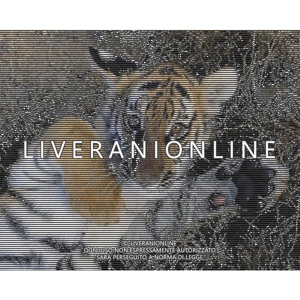 (110531) -- PHILIPPOLIS, May 31, 2011 () -- The photo taken on May 30, 2011 shows the new born South China Tiger cub \'Huwaa\' at Laohu Valley Reserve in South Africa. Save China\'s Tigers announced the name of female South China Tiger cub, which was born on Jan 31, 2011, as \'Huwaa\' Tuesday. (/Li Qihua) (msq) Il nuovo tigrotto nato nella Riserva di Laohau , Cina - Tigre AG. ALDO LIVERANI SAS ITALY ONLY *** Local Caption *** .