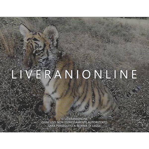(110531) -- PHILIPPOLIS, May 31, 2011 () -- The photo taken on May 30, 2011 shows the new born South China Tiger cub \'Huwaa\' at Laohu Valley Reserve in South Africa. Save China\'s Tigers announced the name of female South China Tiger cub, which was born on Jan 31, 2011, as \'Huwaa\' Tuesday. (/Li Qihua) (msq) Il nuovo tigrotto nato nella Riserva di Laohau , Cina - Tigre AG. ALDO LIVERANI SAS ITALY ONLY *** Local Caption *** .