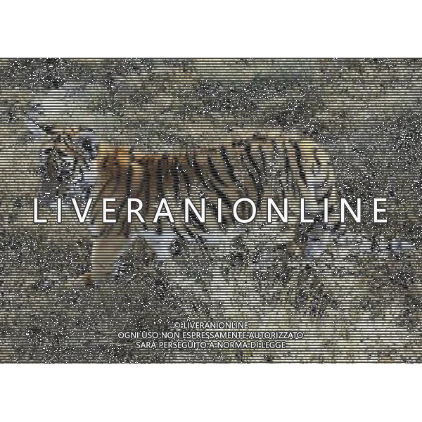 (110531) -- PHILIPPOLIS, May 31, 2011 () -- The photo taken on May 30, 2011 shows the new born South China Tiger cub \'Huwaa\' at Laohu Valley Reserve in South Africa. Save China\'s Tigers announced the name of female South China Tiger cub, which was born on Jan 31, 2011, as \'Huwaa\' Tuesday. (/Li Qihua) (msq) Il nuovo tigrotto nato nella Riserva di Laohau , Cina - Tigre AG. ALDO LIVERANI SAS ITALY ONLY *** Local Caption *** .