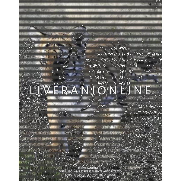 (110531) -- PHILIPPOLIS, May 31, 2011 () -- The photo taken on May 30, 2011 shows the new born South China Tiger cub \'Huwaa\' at Laohu Valley Reserve in South Africa. Save China\'s Tigers announced the name of female South China Tiger cub, which was born on Jan 31, 2011, as \'Huwaa\' Tuesday. (/Li Qihua) (msq) Il nuovo tigrotto nato nella Riserva di Laohau , Cina - Tigre AG. ALDO LIVERANI SAS ITALY ONLY *** Local Caption *** .