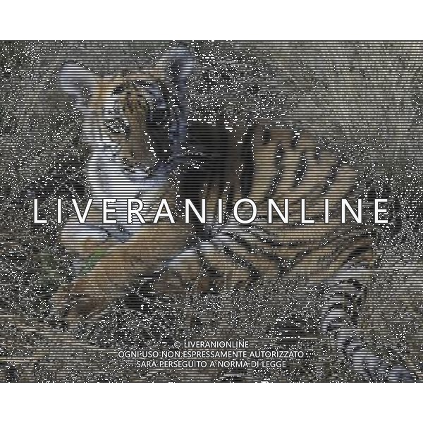 (110531) -- PHILIPPOLIS, May 31, 2011 () -- The photo taken on May 30, 2011 shows the new born South China Tiger cub \'Huwaa\' at Laohu Valley Reserve in South Africa. Save China\'s Tigers announced the name of female South China Tiger cub, which was born on Jan 31, 2011, as \'Huwaa\' Tuesday. (/Li Qihua) (msq) Il nuovo tigrotto nato nella Riserva di Laohau , Cina - Tigre AG. ALDO LIVERANI SAS ITALY ONLY *** Local Caption *** .