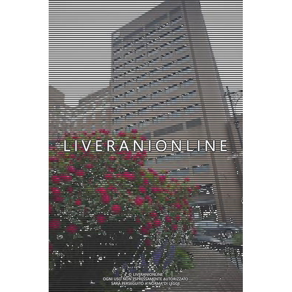Roses grow in a garden across the street from St. Vincent\'s Catholic Medical Center in Greenwich Village in New York, seen on Sunday, May 22, 2011. The 161 year old West Village institution closed last year and a sale of the property was recently approved by the bankruptcy court. North Shore-L.I.J. Hospital plans to develop a free-standing emergency department in one of the closed buildings. ©photoshot/Agenzia Aldo Liverani Sas - ITALY ONLY - Gli abitanti e Turisti a New York affollano la citta\' nell\'inizio non ufficiale dell\'estate