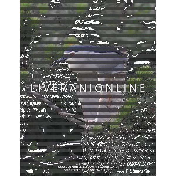 CHANGSHA, June 9, 2011 Photo taken on June 8, 2011 shows a black crowned night heron on a tree by the riverside of Liuyang River in Changsha, central China\'s Hunan Province. The Dongting lake region and river basin in Hunan attract a great number of ardeidae birds to inhabit here every spring and summer, between March and August. (/Li Ga)(mcg) AG. ALDO LIVERANI SAS - ITALY ONLY *** Local Caption *** .