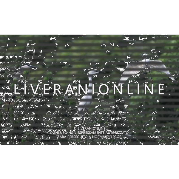 CHANGSHA, June 9, 2011 Photo taken on June 8, 2011 shows a black crowned night heron (L) and two little egrets by the riverside of Liuyang River in Changsha, central China\'s Hunan Province. The Dongting lake region and river basin in Hunan attract a great number of ardeidae birds to inhabit here every spring and summer, between March and August. (/Li Ga)(mcg) AG. ALDO LIVERANI SAS - ITALY ONLY *** Local Caption *** .