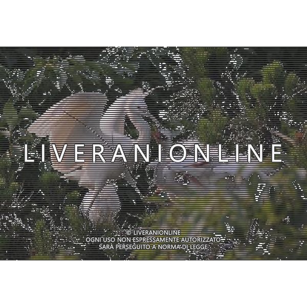 CHANGSHA, June 9, 2011 Photo taken on June 8, 2011 shows little egrets by the riverside of Liuyang River in Changsha, central China\'s Hunan Province. The Dongting lake region and river basin in Hunan attract a great number of ardeidae birds to inhabit here every spring and summer, between March and August. (/Li Ga)(mcg) AG. ALDO LIVERANI SAS - ITALY ONLY *** Local Caption *** .