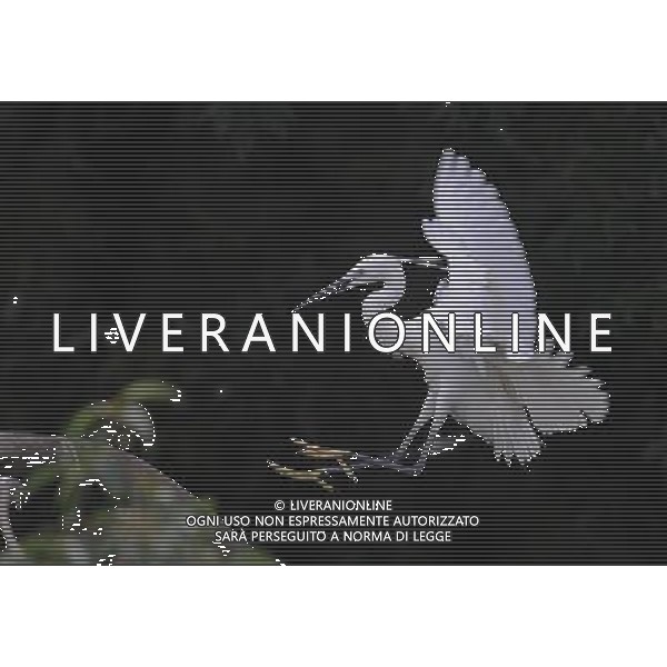 CHANGSHA, June 9, 2011 Photo taken on June 8, 2011 shows a little egret by the riverside of Liuyang River in Changsha, central China\'s Hunan Province. The Dongting lake region and river basin in Hunan attract a great number of ardeidae birds to inhabit here every spring and summer, between March and August. (/Li Ga)(mcg) AG. ALDO LIVERANI SAS - ITALY ONLY *** Local Caption *** .