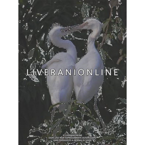 CHANGSHA, June 9, 2011 Photo taken on June 8, 2011 shows two little egrets by the riverside of Liuyang River in Changsha, central China\'s Hunan Province. The Dongting lake region and river basin in Hunan attract a great number of ardeidae birds to inhabit here every spring and summer, between March and August. (/Li Ga)(mcg) AG. ALDO LIVERANI SAS - ITALY ONLY *** Local Caption *** .