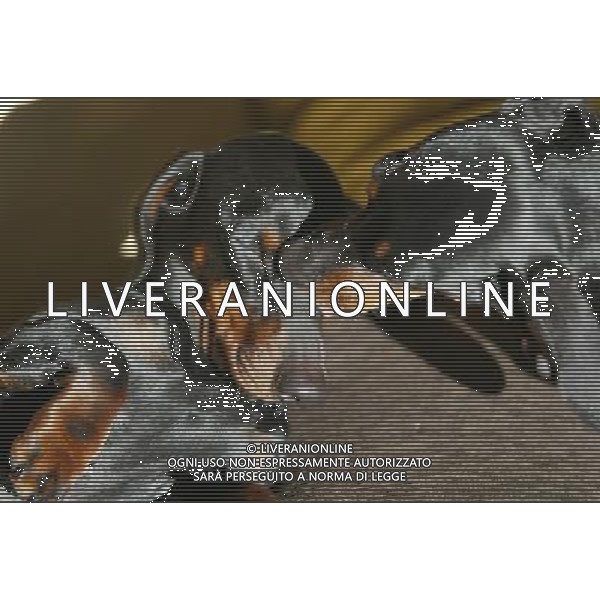 NELLA FOTO I BASSOTTI DI PROPIETA\' FAMIGLIA-LIVERANI AGENZIA ALDO LIVERANI
