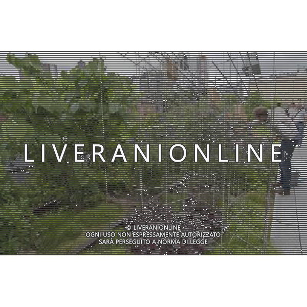 NEW YORK - Phase Two of The High Line opened on June 7, 2011. ©photoshot/Agenzia Aldo Liverani Sas - ITALY ONLY - Inaugurata la seconda sezione di High Line, il parco pubblico sopraelevato di New York City, il percorso pedonale a nove metri di altezza che duplica la sua lunghezza: 1,6 chilometri