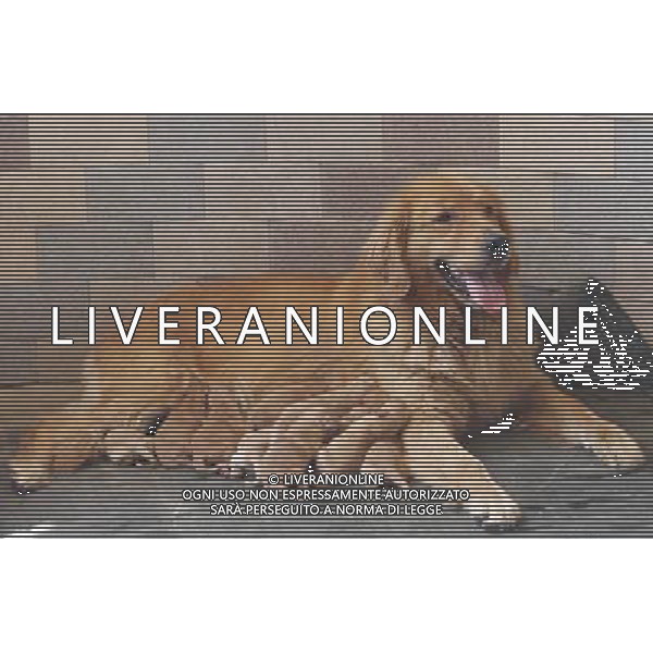 (110616) -- HARBIN, Jun. 16, 2011 () -- Duoduo breast-feeds her newly-born puppies at the police dog base in Harbin, capital of northeast China\'s Heilongjiang Province, June 16, 2011. Duoduo, a British type Golden Retriever introduced by the border defense force in Heilongjiang, gave birth to 13 puppies on Thursday, a rare occasion even for proliferous dog breeds. (/Wang Zhongyan) (lmm) ©photoshot/Agenzia Aldo Liverani Sas - ITALY ONLY - Cane femmina di Golden Retriever ha dato alla luce 13 cucciolii, una rara occasione anche per razze canine prolifere. Cina 16/06/2011