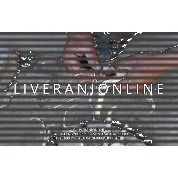 NYINMO, June 23, 2011 Gesang Dianzin shows a kind of grass roots used as the raw material for making Nyinmo paper in Nyinmo, southwest China\'s Tibet Autonomous Region, June 22, 2011. The time honored Nyinmo paper is one of the three types of Tibetan traditional handmade paper. The paper is made from a kind of grass root. The grass root is poisonous, so paper made from it will not corrode or be eaten by insects, and it can keep intact for long. Nyinmo paper is widely used in printing documents and sutra in Tibet. Thanks to its durability, many ancient books are well preserved. (/Tao Xiyi) (hdt)