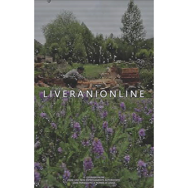 NYINMO, June 23, 2011 Villager Cering Doje collects wood pulp to make Tibetan joss sticks in Toinba Village, Nyinmo of southwest China\'s Tibet Autonomous Region, June 22, 2011. Toinba is the birthplace of Tibetan joss sticks. Taking advantage of plentiful water resources and plants, people in the village product the renowned Nyinmo joss sticks. The start of producing Nyinmo joss sticks could date back some 1,300 years when the founder of Tibetan letters invented joss sticks for the purpose of medical treatment in Toinba. Since then, the custom of making joss sticks has been followed and inherited by villagers. In June, 2008, the procedure of making joss sticks was listed as the national intangible culture heritage. (/Tao Xiyi)(hdt)
