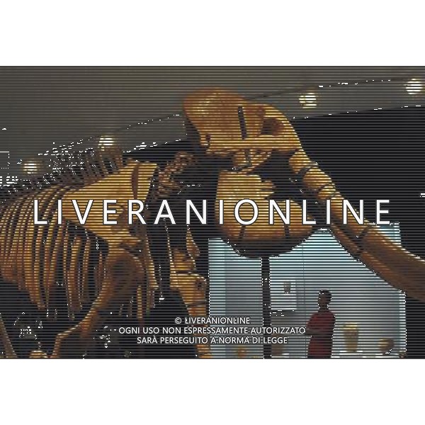 (110624) -- LUOYANG, June 24, 2011 () -- Photo taken on June 22, 2011 shows a prehistorical elephant fossil during a Heluo Civilization Exhibition at Luoyang museum in Luoyang, central China\'s Henan Province. More than 2,000 cultural relics were displayed on the exhibition. (/Wang Song)(mcg)