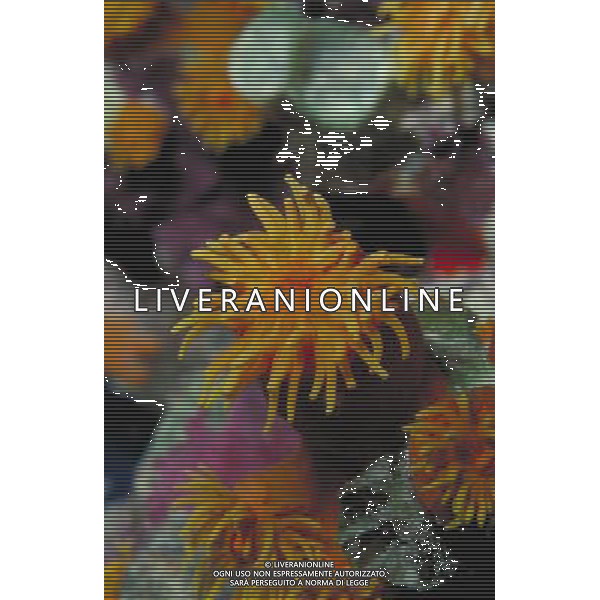 FONDALE MARINO-AG ALDO LIVERANI