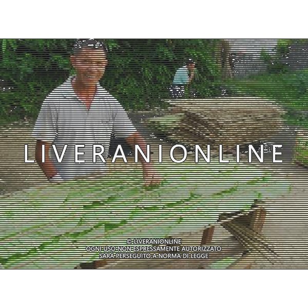 (110703) -- ZHAOPING, July 3, 2011 () -- A farmer makes frames to air tobacco leaves in a field in Zhaoping County, south China\'s Guangxi Zhuang Autonomous Region, July 2, 2011. As the tobacco harvest season comes, farmers here take advantage of sunshiny weather to air tobacco leaves. (/Pan Xiaodong) (lfj)