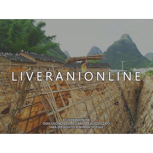 (110703) -- ZHAOPING, July 3, 2011 () -- A farmer erects frames for airing tobacco leaves in a field in Zhaoping County, south China\'s Guangxi Zhuang Autonomous Region, July 2, 2011. As the tobacco harvest season comes, farmers here take advantage of sunshiny weather to air tobacco leaves. (/Pan Xiaodong) (lfj)