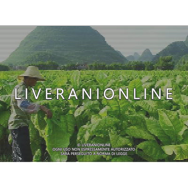 (110703) -- ZHAOPING, July 3, 2011 () -- A farmer reaps tobacco leaves in a field in Zhaoping County, south China\'s Guangxi Zhuang Autonomous Region, July 2, 2011. As the tobacco harvest season comes, farmers here take advantage of sunshiny weather to air tobacco leaves. (/Pan Xiaodong) (lfj)