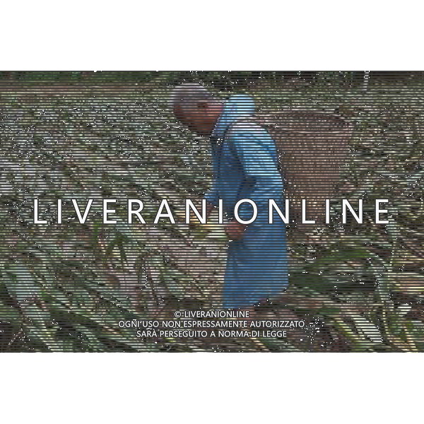 (110703) -- MENGLA, July 3, 2011 () -- A villager reaps unripe corns in an inundated field in Mengla County of Autonomous Prefecture of Xishuangbanna, southwest China\'s Yunnan Province, July 2, 2011. The lingering rainfalls here have caused several landslides and affected agricultural production. (/Li Yunsheng) (lfj)