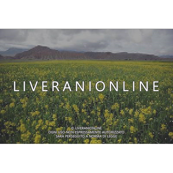 BISHKEK, July 1, 2011 Photo taken on June 30, 2011 shows the scenery of Naryn State, Kyrgyzstan. Kyrgyzstan, famous for its mountain and valley scenery with 90 percent of its territory more than 1,500 meters above sea level, is called \'Switzerland in central Asia\'. (/Sadat) (lr)