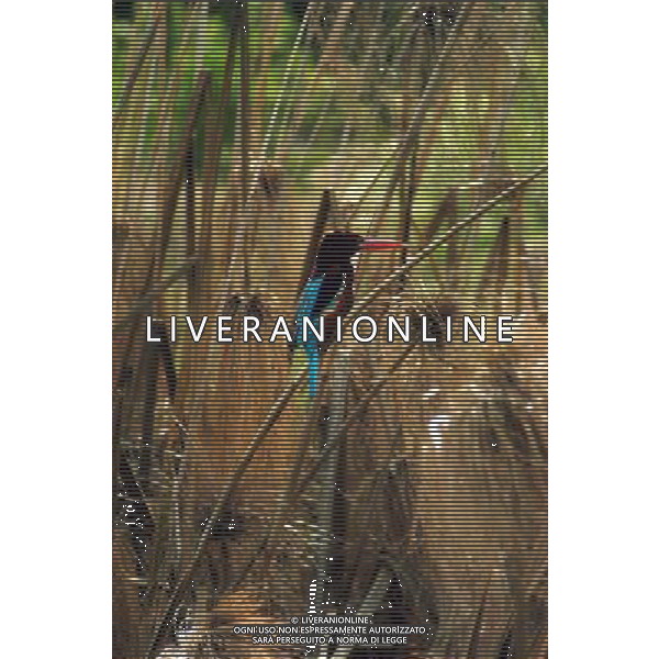 A Kingfisher in Hula Valley and Hula Nature Reserve in torth Israel.