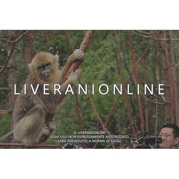 (110703) -- SHENNONGJIA, July 3, 2011 () -- A golden monkey poses for a cameraman in Shennongjia Nature Reserve of central China\'s Hubei Province, July 3, 2011. A golden monkey research center in Longtan of Shennongjia embraced eight baby monkeys in this year. (/Du Huaju)(xzj)
