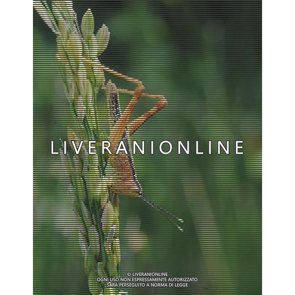 (110709) -- CHANGSHA, July 9, 2011 -- A locust eats crops in a field in Fusheng Village, Yuchangping Township of Changsha City, central China\'s Hunan Province, July 9, 2011. A plague of locusts have been infesting bamboo groves, crop fields and vegetable plantations across Yuchangping Township over the past week, according to local villagers.Long Hongtao) (ljh)