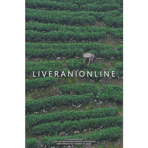 Zhaoping Gli agricoltori in una piantagione di 6.600 ettari di piantagione di the in Zhaoping County, Cina sud-occidentale di Guangxi Zhuang Regione autonoma ©photoshot/AG ALDO LIVERANI SAS ONLY ITALY