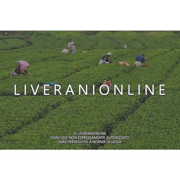 Zhaoping Gli agricoltori in una piantagione di 6.600 ettari di piantagione di the in Zhaoping County, Cina sud-occidentale di Guangxi Zhuang Regione autonoma ©photoshot/AG ALDO LIVERANI SAS ONLY ITALY