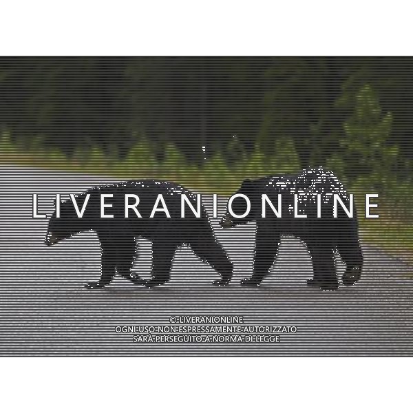 VANCOUVER, July 14, 2011 Two black bears walk across a road at the Jasper National Park in Canadian Rockies July 8, 2011. (/Zou Zheng) (zw)