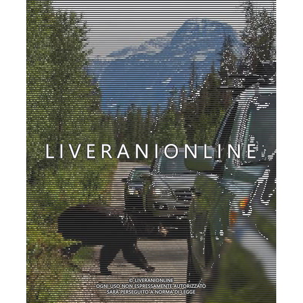 VANCOUVER, July 14, 2011 A black bear walks across a road at the Jasper National Park in Canadian Rockies July 11, 2011. (/Zou Zheng) (zw)